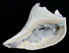 Fossil Whelk With Calcite and Bivalves #5532-1